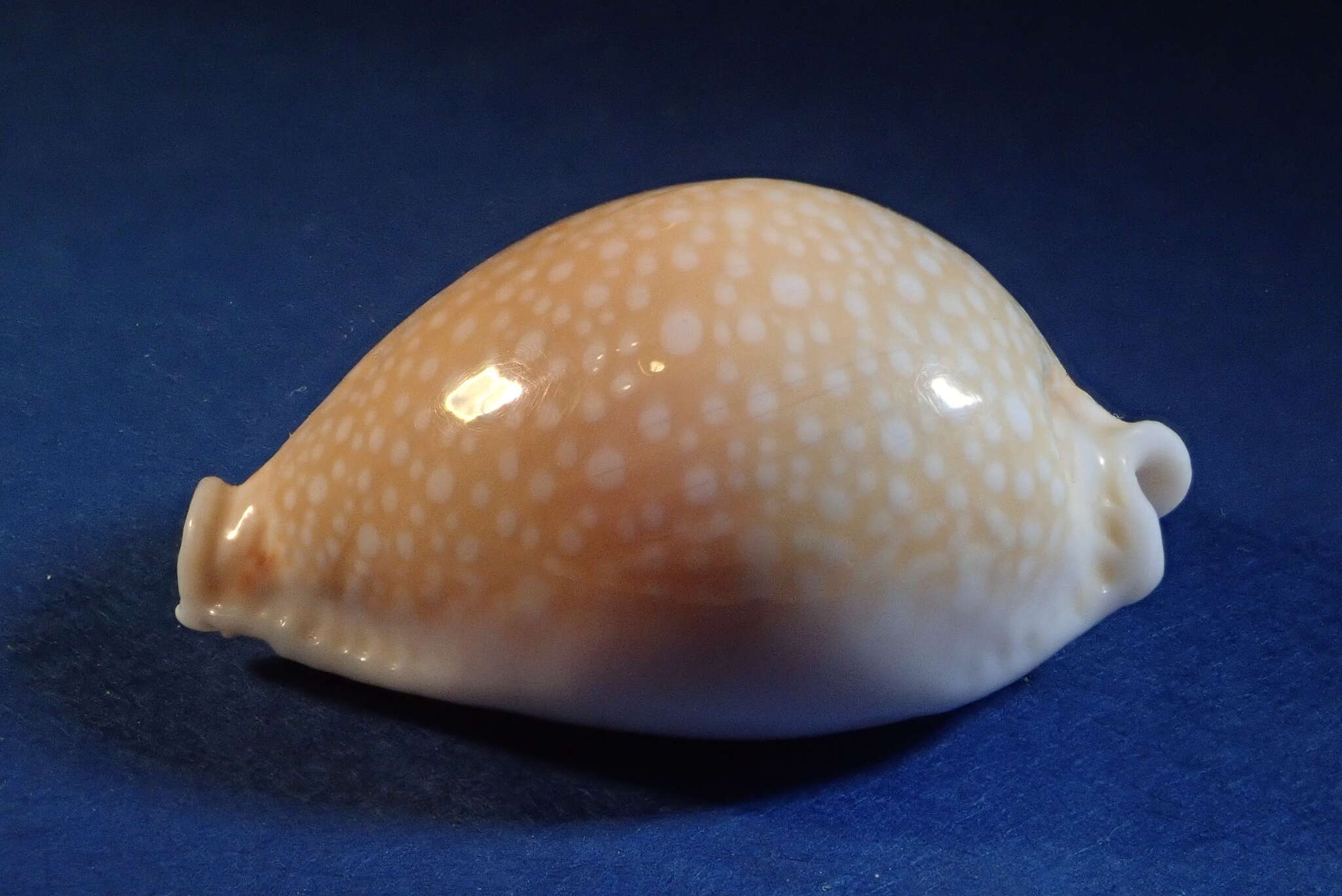 Image of Fuzzy cowrie shell