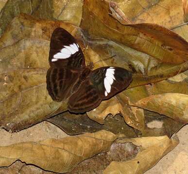 Image of <i>Adelpha epione</i>