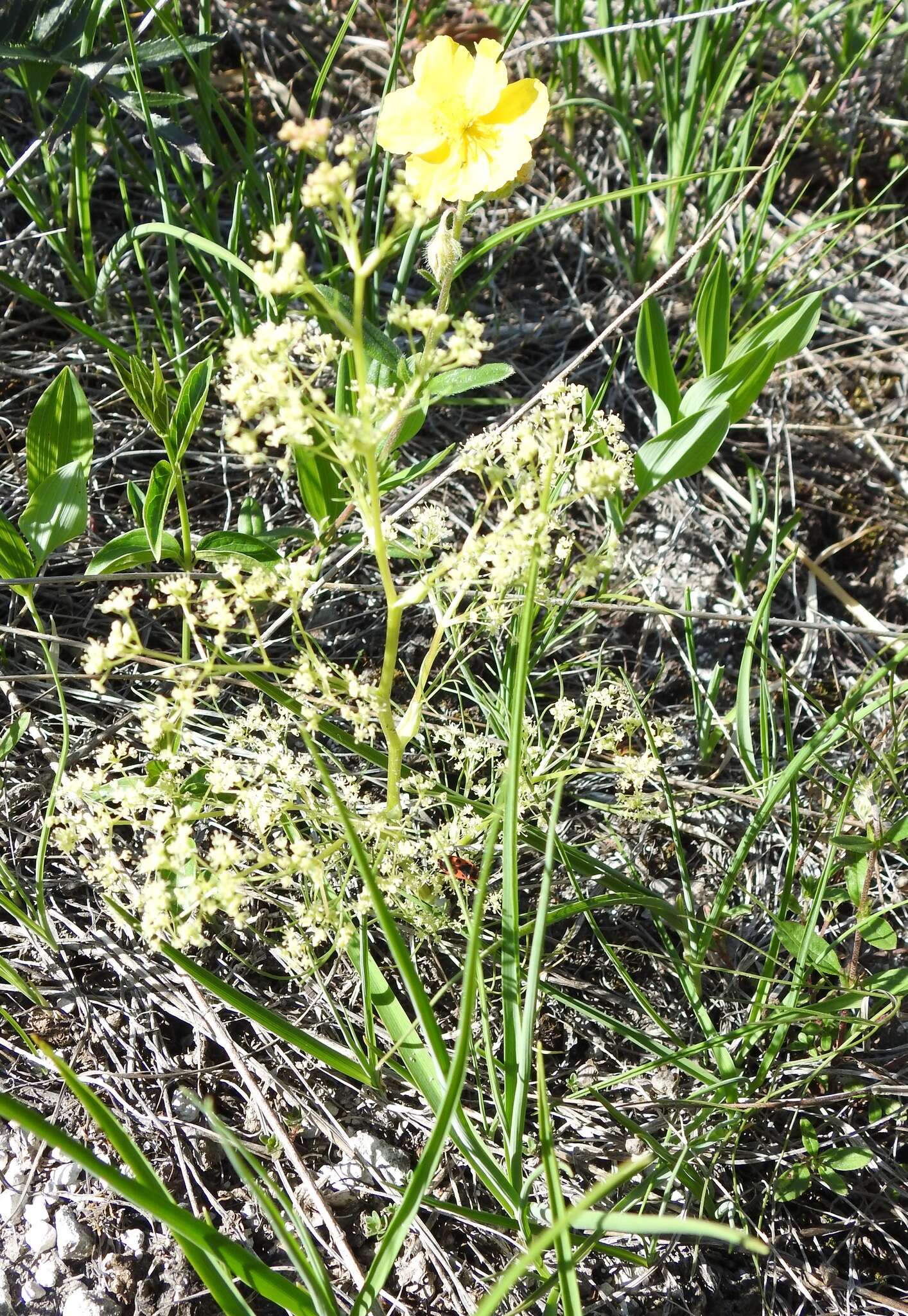 Trinia multicaulis (Poir.) Schischkin resmi