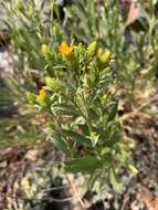 Plancia ëd Columbiadoria hallii (A. Gray) G. L. Nesom