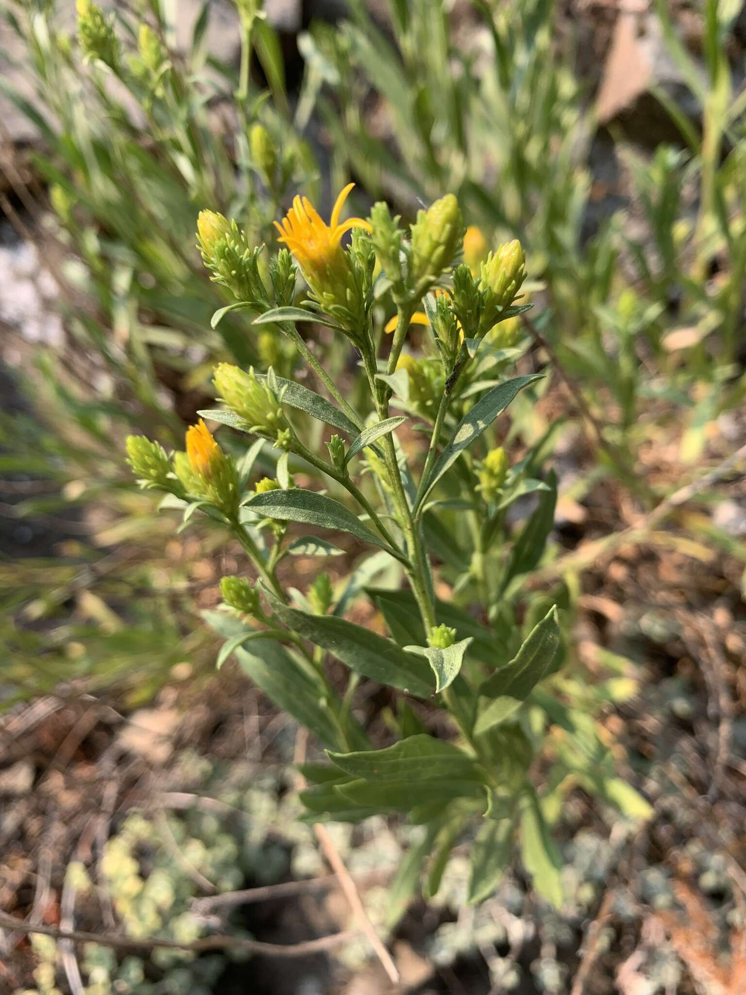 Слика од Columbiadoria hallii (A. Gray) G. L. Nesom