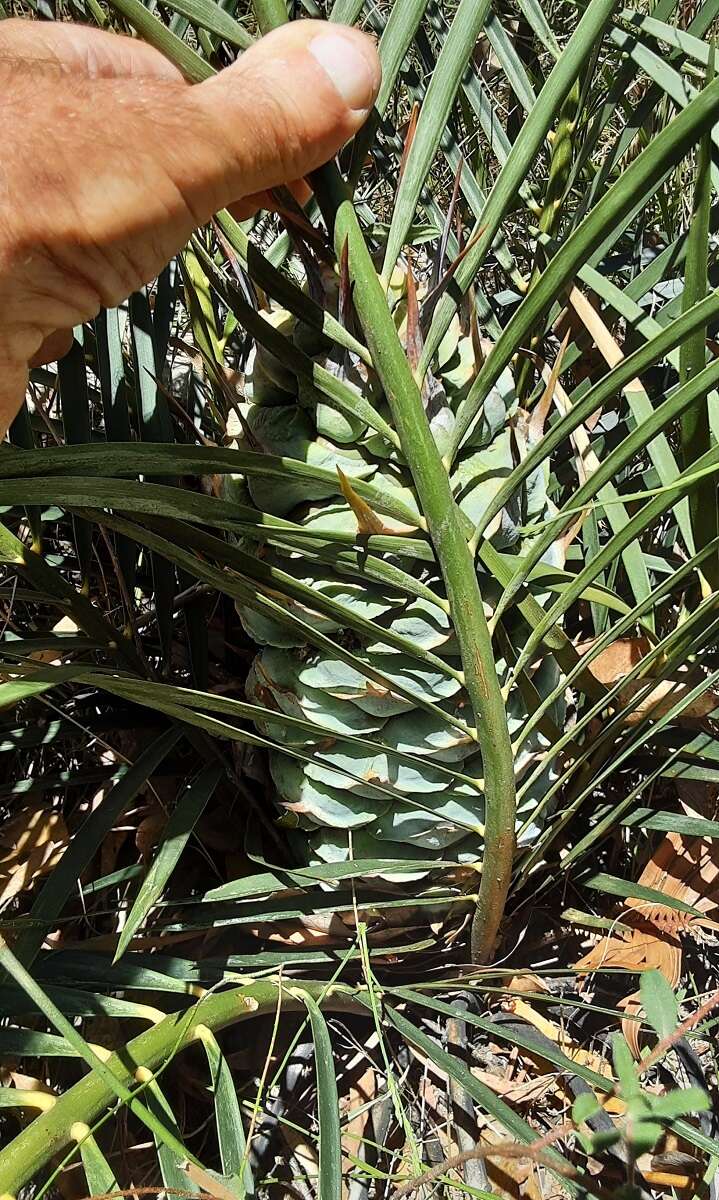 Image of Macrozamia reducta K. D. Hill & D. L. Jones