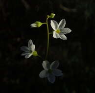 Imagem de Lithophragma cymbalaria Torr. & Gray