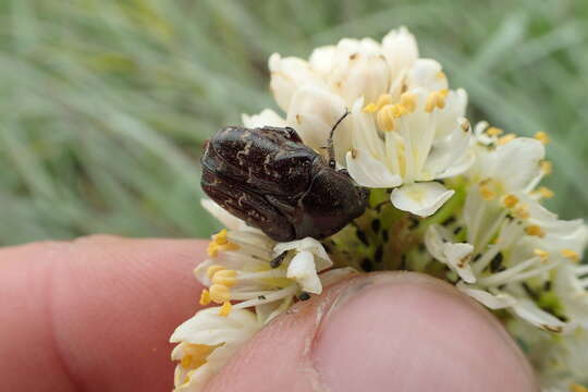 Image of Dark Flower Scarab