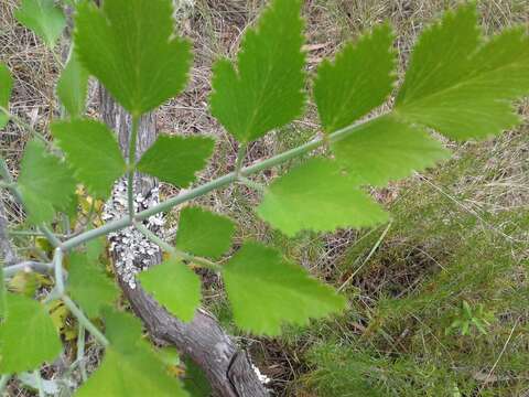 Notobubon galbanum (L.) Magee resmi