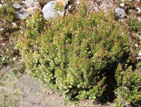 Sivun Leptecophylla pogonocalyx C. M. Weiller kuva