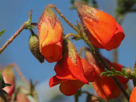 Image of Hermannia diffusa L. fil.