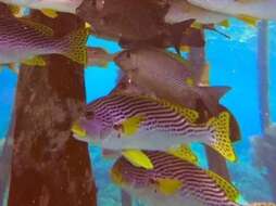 Image of Diagonal banded sweetlips