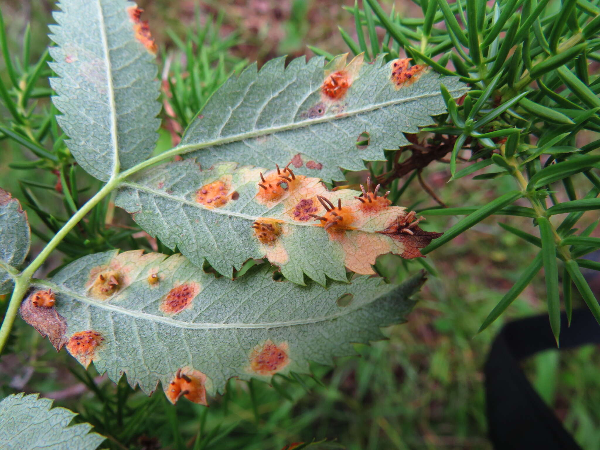 Sivun Gymnosporangium cornutum Arthur ex F. Kern 1911 kuva