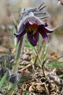 Image of Pulsatilla pratensis subsp. nigricans (Störcke) Zämelis