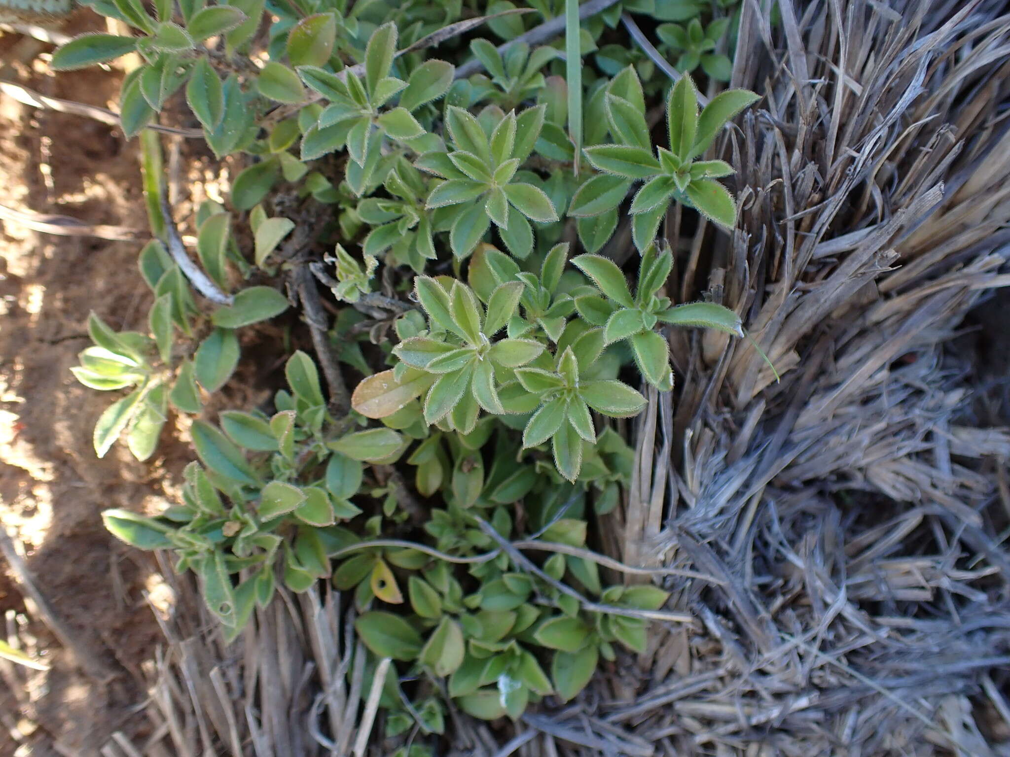 Image of Aptosimum elongatum Engl.