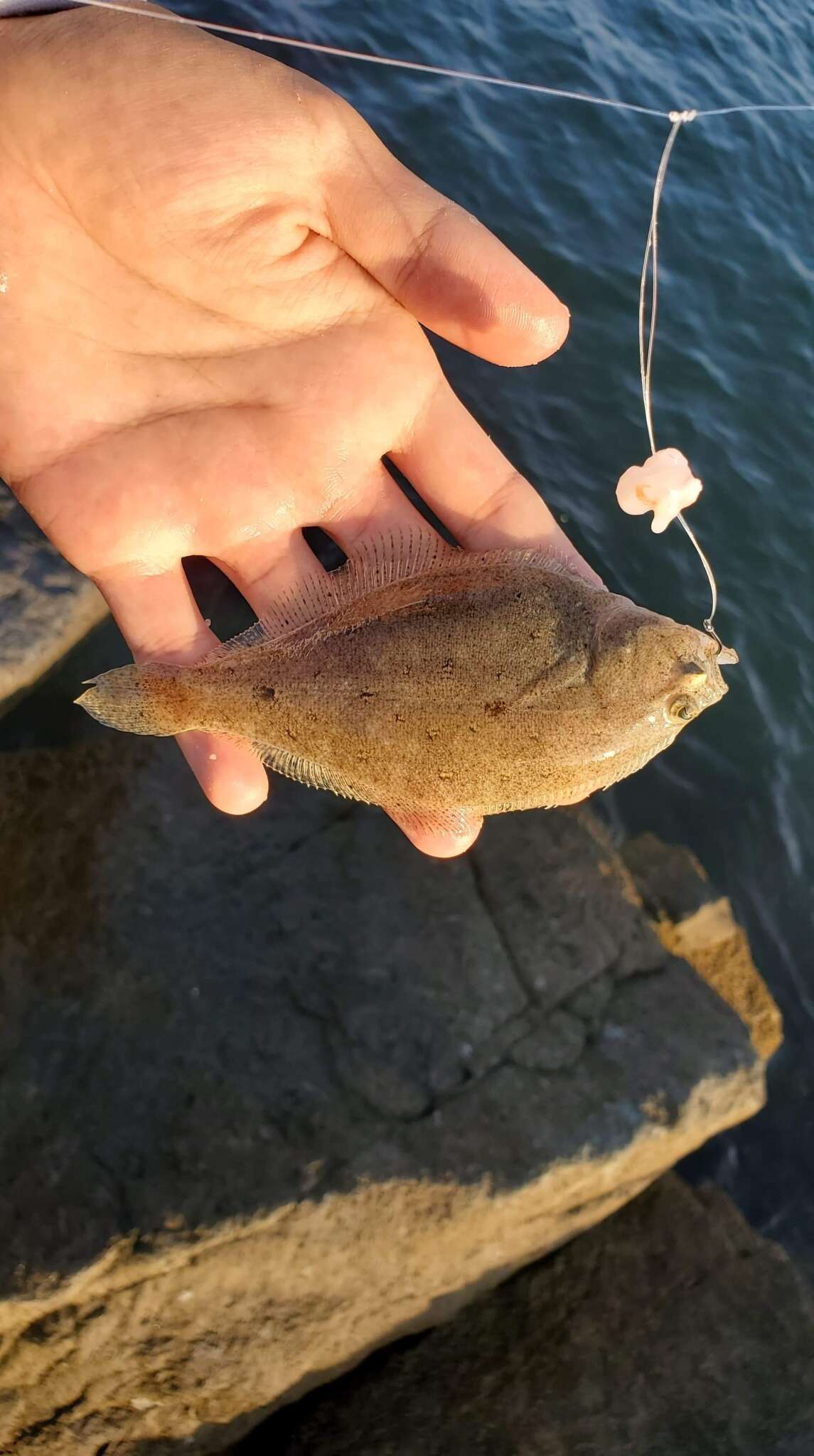 Image of Speckled sanddab