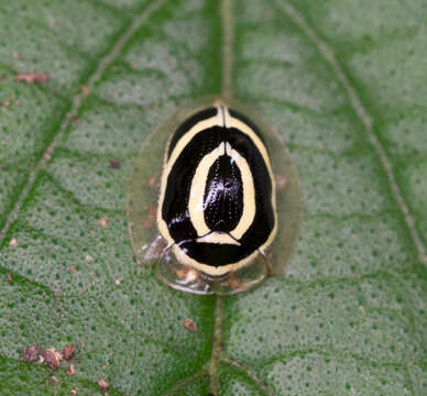 Image of Coptocycla (Podostraba) laqueata Spaeth 1936