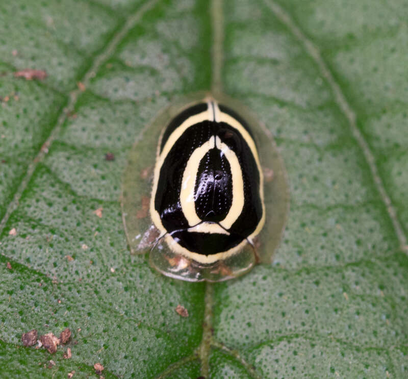 Sivun Coptocycla (Podostraba) laqueata Spaeth 1936 kuva