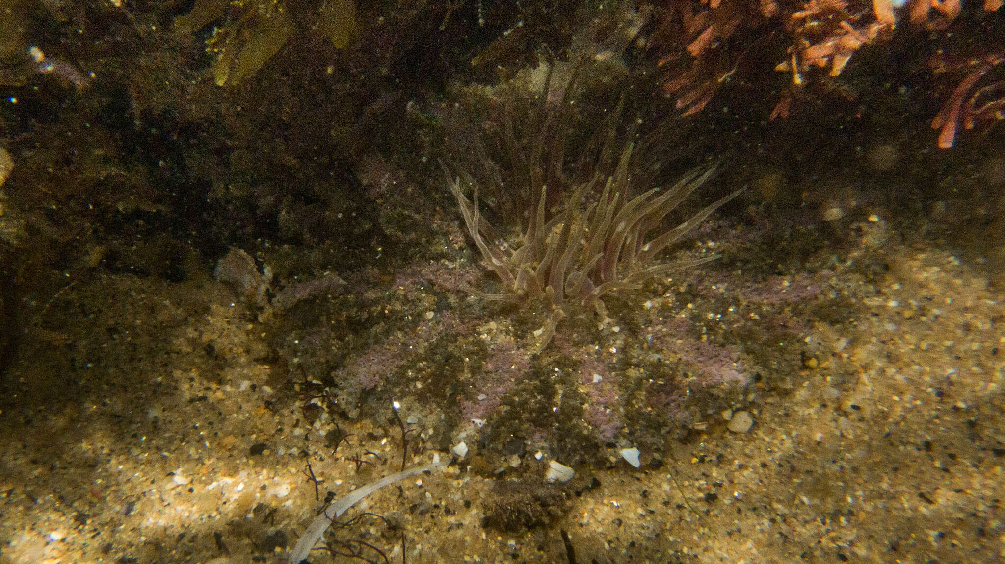 Image of collared sand anemone