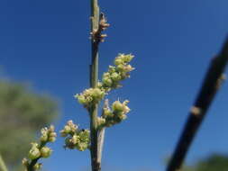 Image of Henonia scoparia Moq.