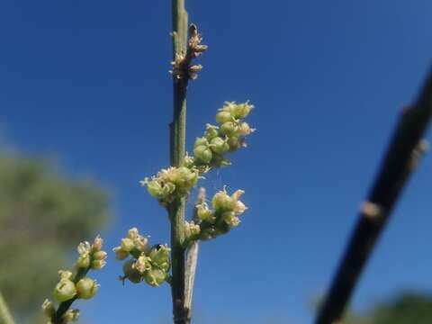 Image de Henonia scoparia Moq.