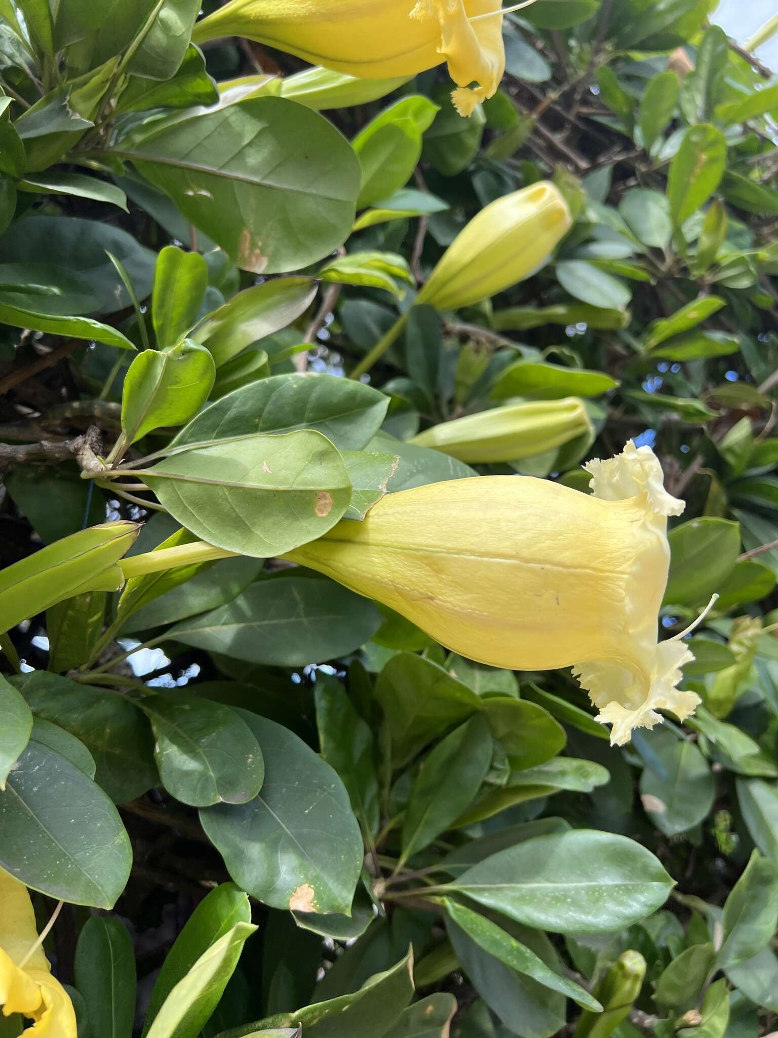 Plancia ëd Solandra longiflora (Britton & Wilson) Tussac