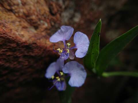 Commelina erecta subsp. livingstonii (C. B. Clarke) J. K. Morton的圖片