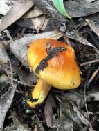 Image of Cortinarius sinapicolor Cleland 1933