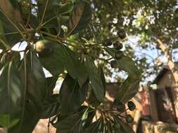 Image of Morinda lucida Benth.