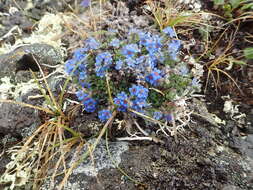 صورة Eritrichium nanum var. aretioides (Cham.) Herder