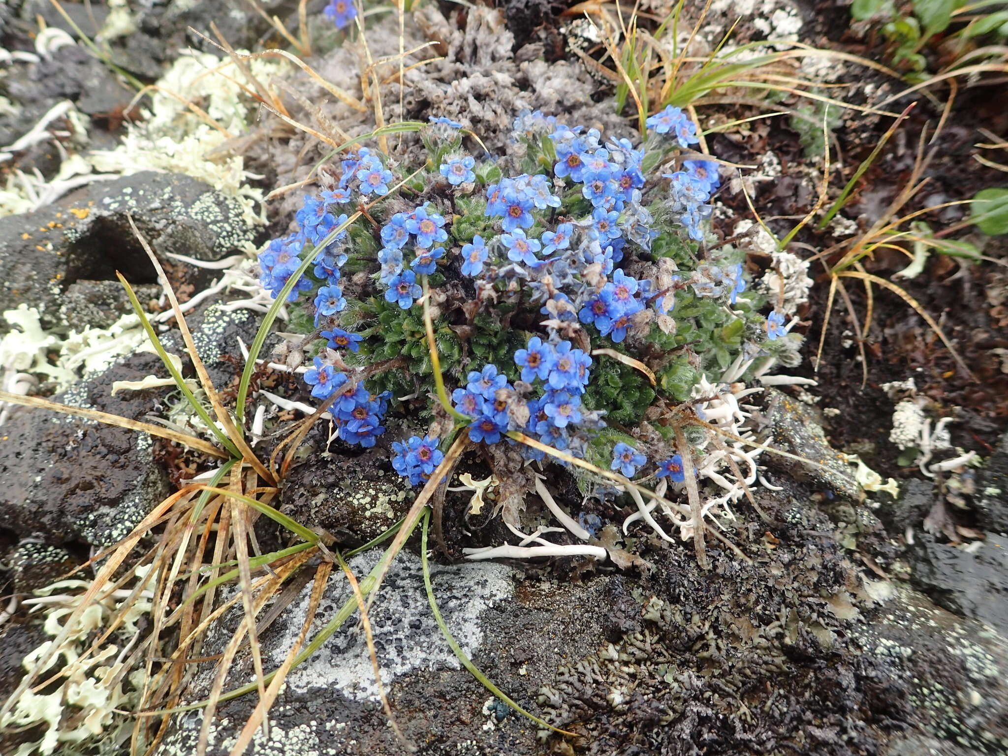 صورة Eritrichium nanum var. aretioides (Cham.) Herder