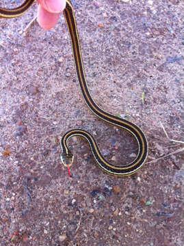 Image of Western Ribbon Snake