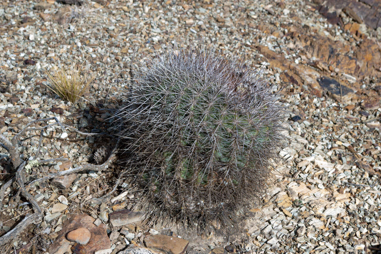 Echinopsis mamillosa Gürke resmi