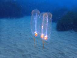 Image of Giant salp