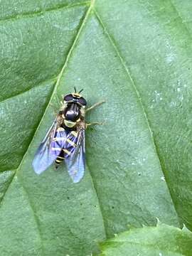 Image of Dasysyrphus albostriatus (Fallen 1817)