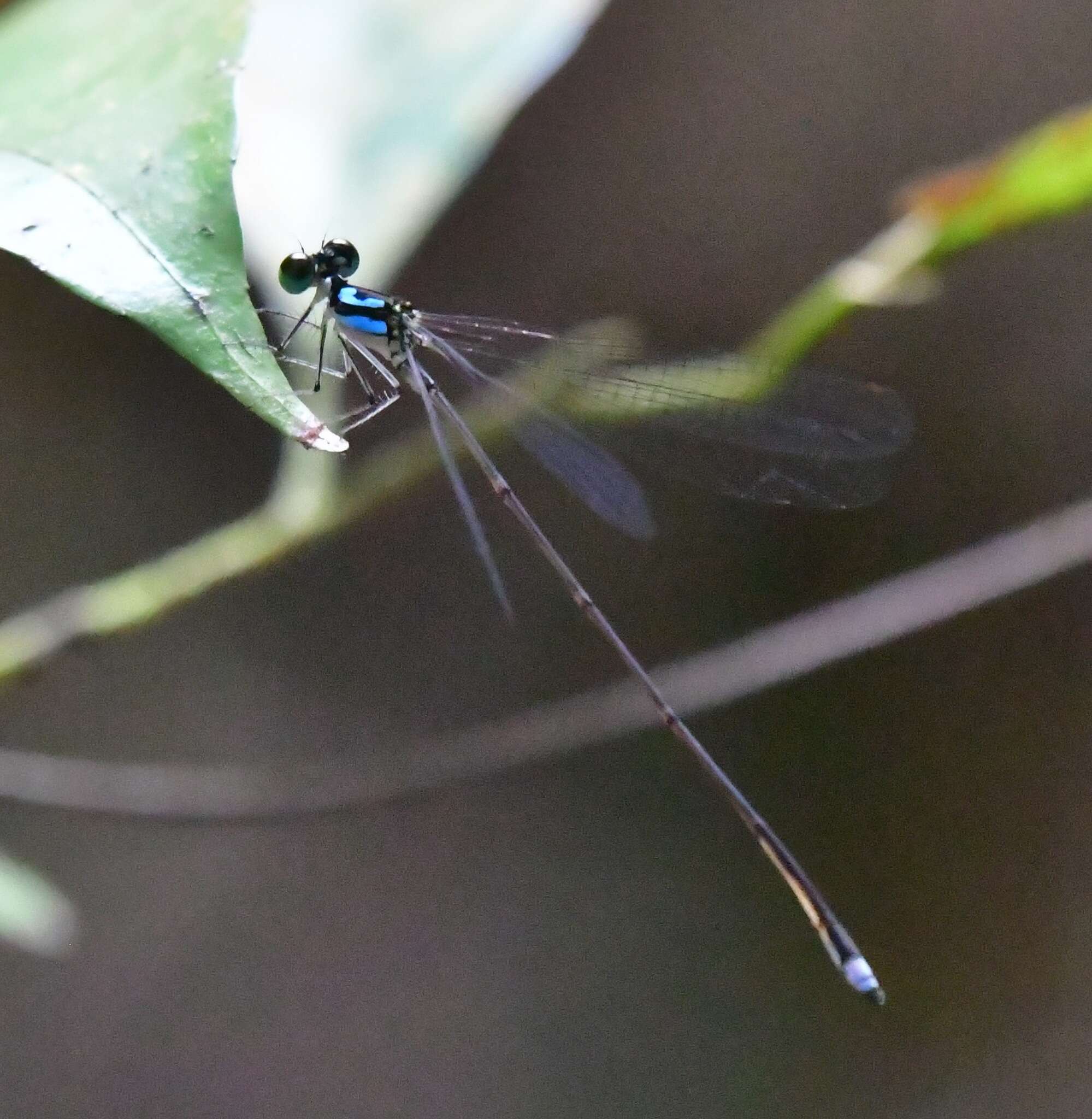 Image of Coeliccia octogesima (Selys 1863)