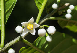 Solanum nigricans Mart. & Gal.的圖片