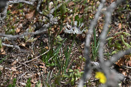 Image de Centaurea napulifera Rochel