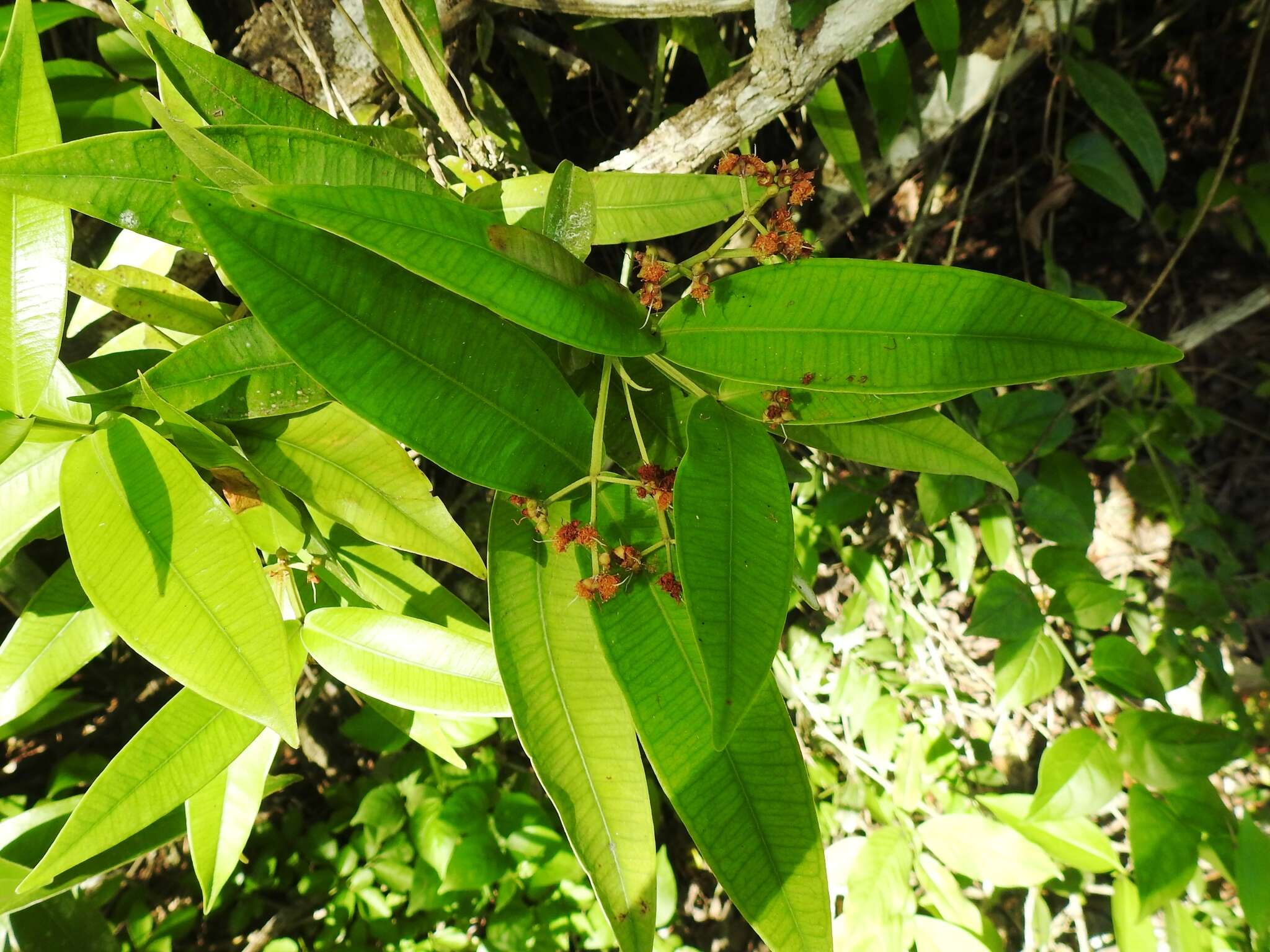 Calyptranthes karlingii Standl. resmi