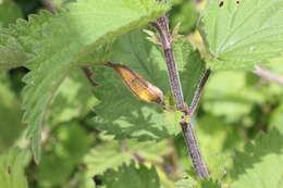 Image of nettle rust (fungus)