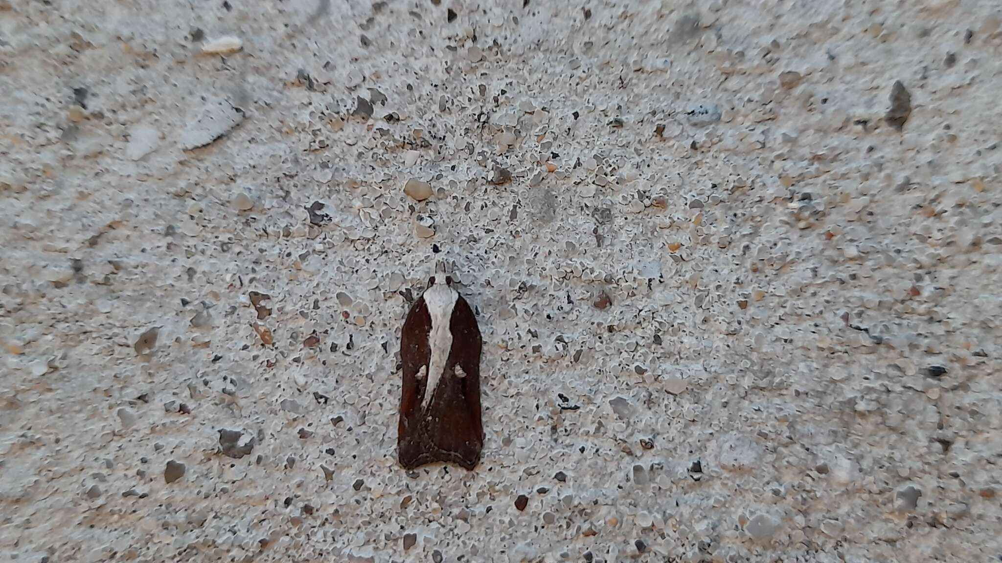 Image of Acleris cristana Denis & Schiffermüller 1775