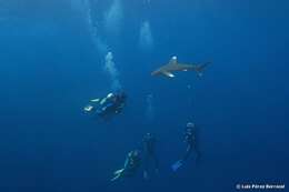 Imagem de Tubarão-galha-branca-oceânico