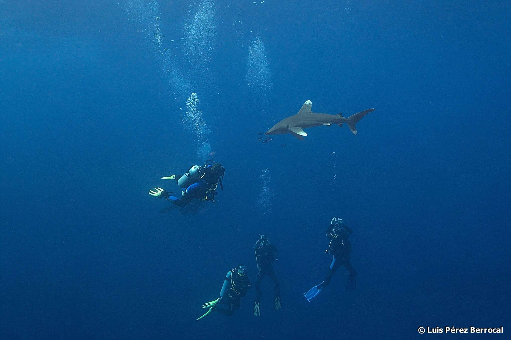 Imagem de Tubarão-galha-branca-oceânico