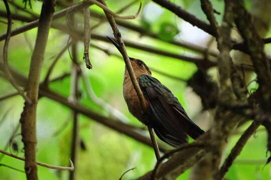 Image of Rufous Sabrewing