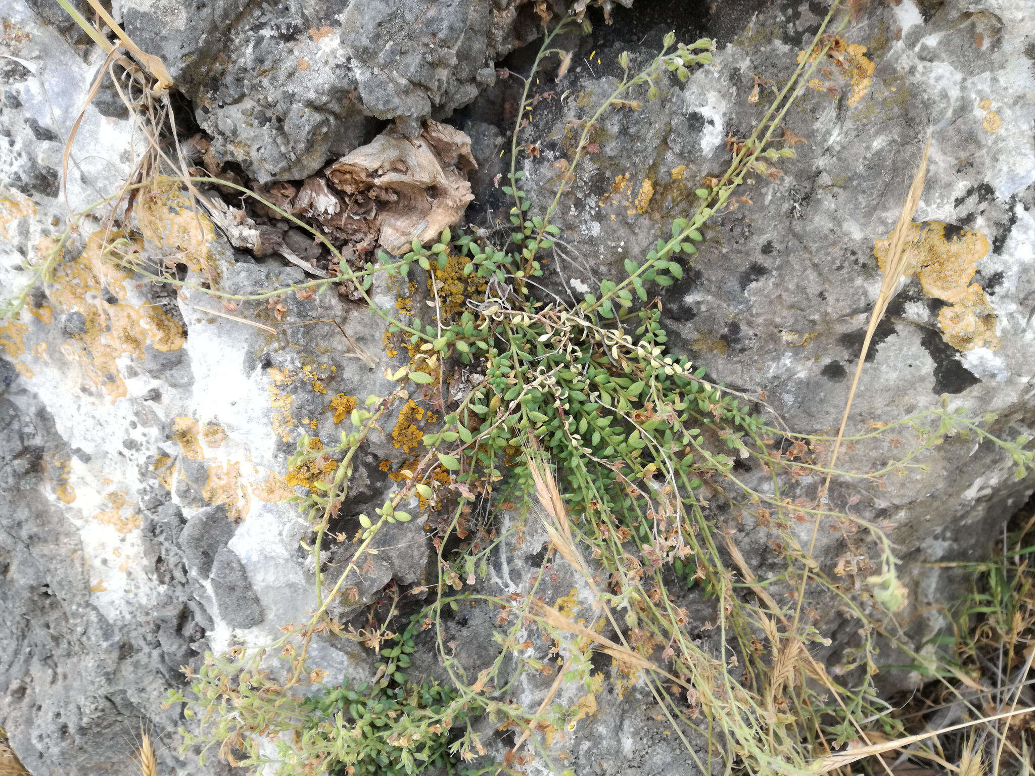 Image of Chaenorhinum crassifolium subsp. crassifolium