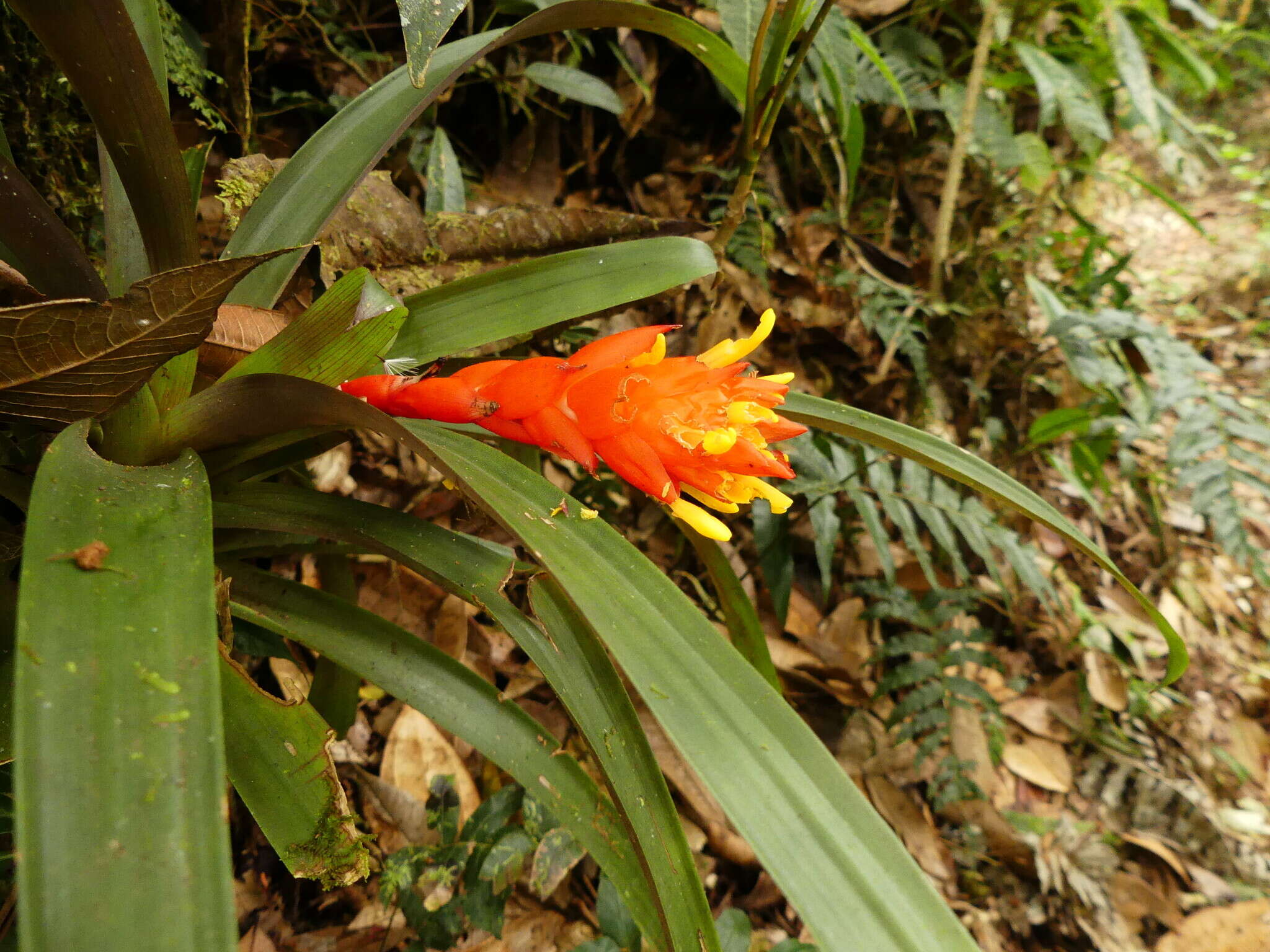 Imagem de Guzmania jaramilloi H. Luther