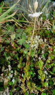 Imagem de Stellaria gracilenta Hook. fil.