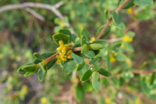 Image of Pimelea hewardiana Meissn.