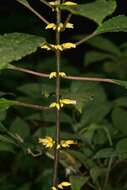 Image of Besleria insolita C. V. Morton