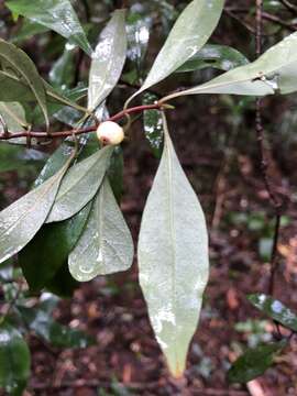 Image of Psychotria simmondsiana F. M. Bailey