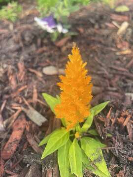 Imagem de <i>Celosia argentea</i> var. <i>plumosa</i>