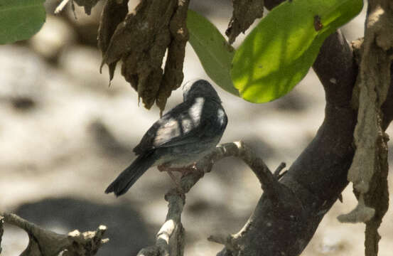 Image of Bicolored Conebill