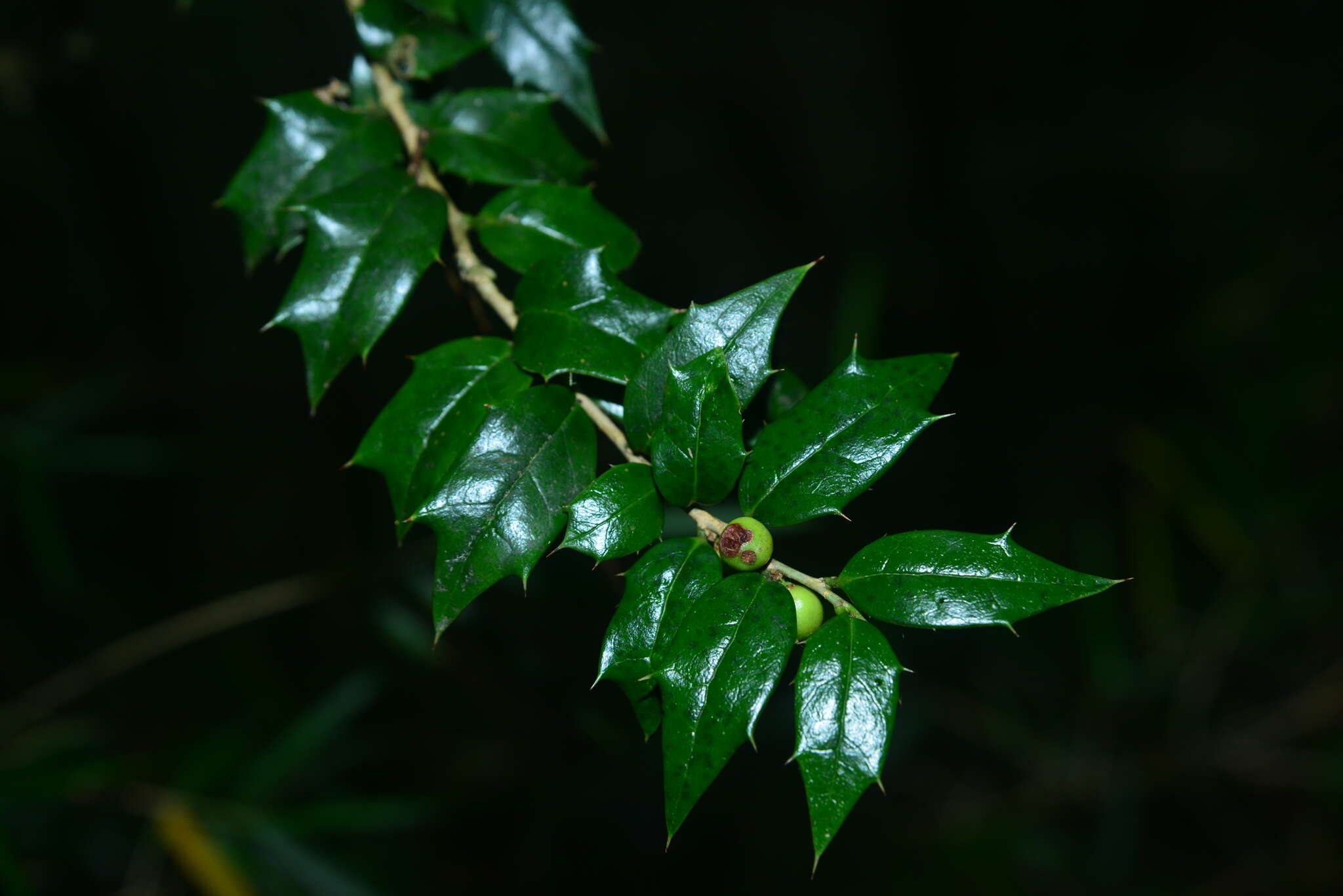 صورة Ilex bioritsensis Hayata