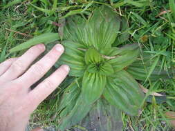 Image of Mexican Plantain